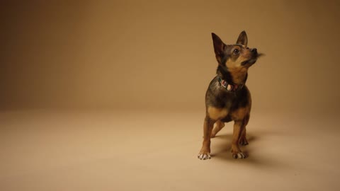 A black and tan short coated dog