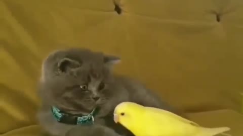 Super cute cat and his friend