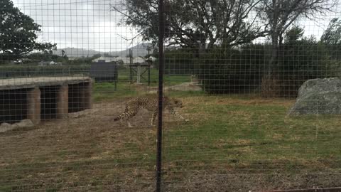 Shy Cheetah Eats His Dinner