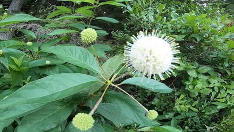 Sugar Shack Buttonbush