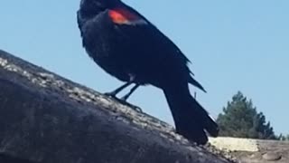 Red-winged Blackbird