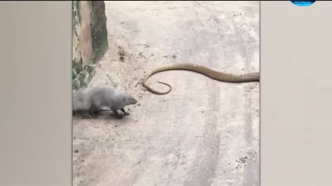 The fight between the snake and the snake amazing video full watch