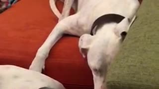 Annoying puppy humorously irritates other dog