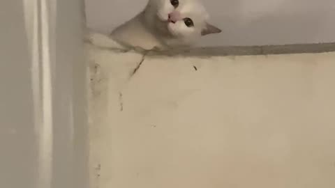 Cute Cat peeking