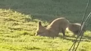 Fox on lawn