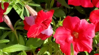 Potted flowers 💐