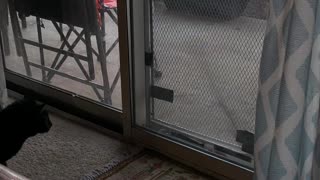 Cat Gets Rowdy Over Raindrops