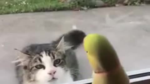 Kitten crazy to eat parakeet.