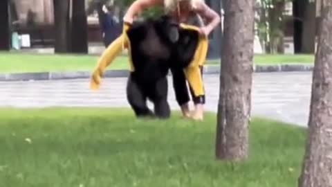 A chimpanzee escaped from the zoo, and walked around the city, until she return