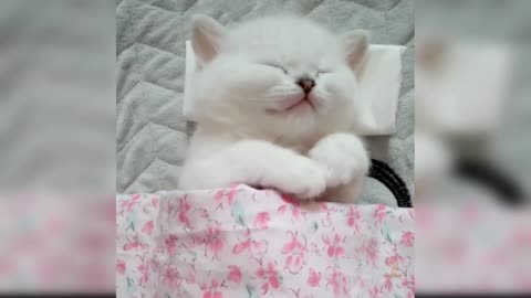 Cute cats,😁😁😁 baby and funny cat's video 😁😁😁😁♥️♥️♥️👍