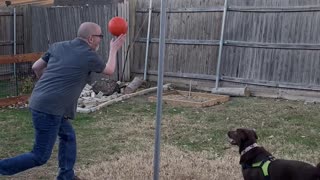 Doggie Tetherball: Chloe the Lab -vs- Dad