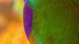 Gouldian Finch male - close up🤩