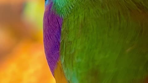 Gouldian Finch male - close up🤩