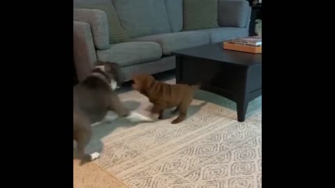 Shar Pei puppy's first playdate will brighten your day (must watch)