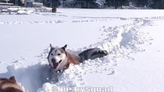 Three black huskies jumping through tall snow