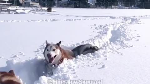 Three black huskies jumping through tall snow