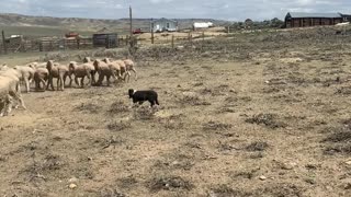 Puppy herding sheep like a pro