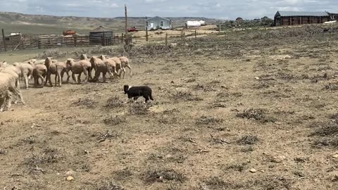 Puppy herding sheep like a pro