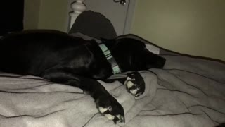 Lazy lab demands to be placed on the bed in the most hilarious way