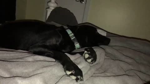 Lazy lab demands to be placed on the bed in the most hilarious way