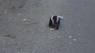 Skunk is Rescued from a Stinky Situation