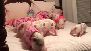 Just Some Pigs and a Pug Getting Ready for Bed