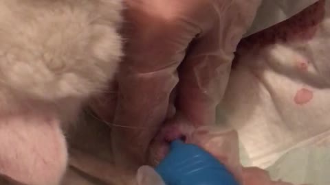 kitten birth