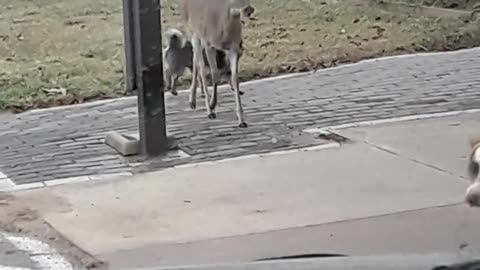 Unlikely Animals Friends Are Too Cute