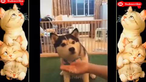 🤣 Funniest 🐶 Dogs and 😻 Cats cat kitten Awesome Funny Animal Videos 😇Funny Animals funny cat# 29