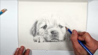 Art || Sketch || A Lovely Puppy (II)