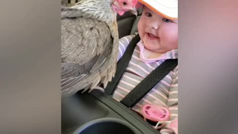 Funny scene chicken with cute baby