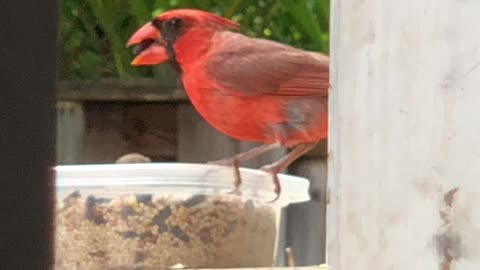 A Visiting Male Northern Cardinal