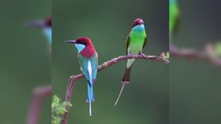 Beautiful blue-throated hummingbird playing on the tree