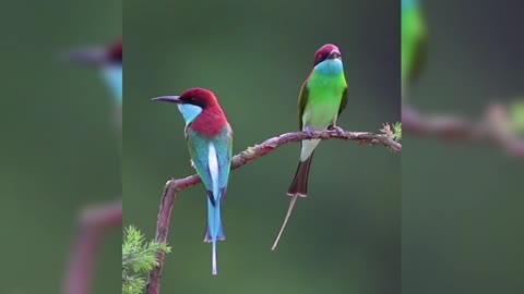 Beautiful blue-throated hummingbird playing on the tree