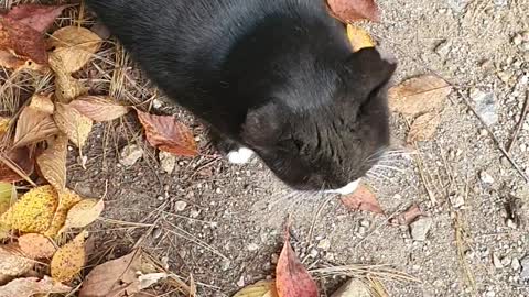 A very cute street cat