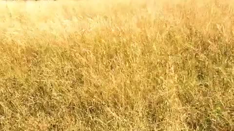 Dog retrieves frisbee in a field