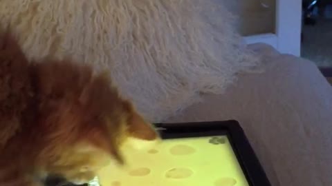 Kitten plays game on tablet