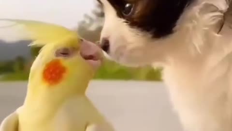 cute Baby dog kissing parrot, funny Short video HD