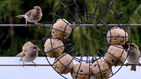 Bird sparrow enjay