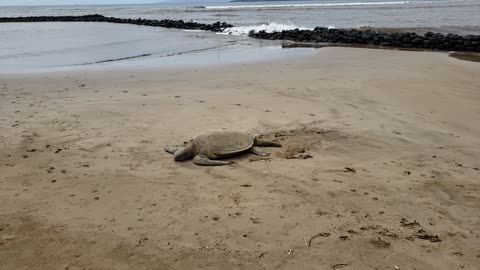 Another Sea Turtle 2