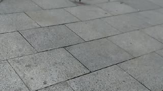 Dove in Eyre Square