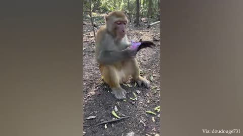 Monkey Ignores a Man Offering Banana | FUNNIEST Monkeys Video