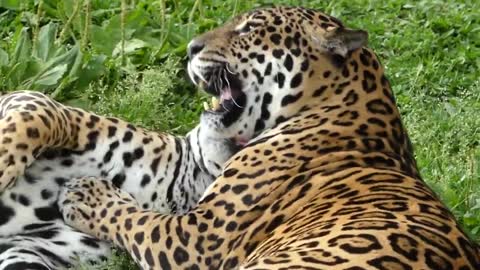 Wild animals. Pair of jaguars.