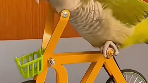Cute Bird Monk Parakeet driving bicycle