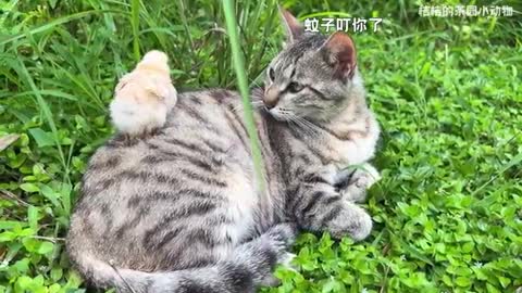 beautiful tabby cat