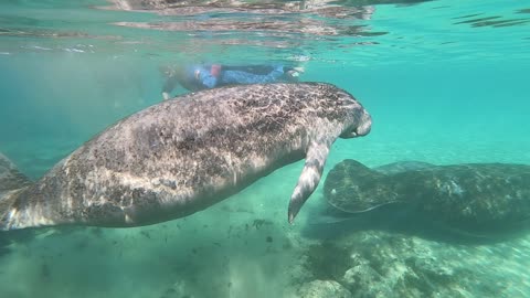 Momma Manatee Pushing Away Male Manatee