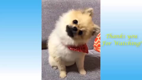 Puppy and kitten cute and funny video compilation