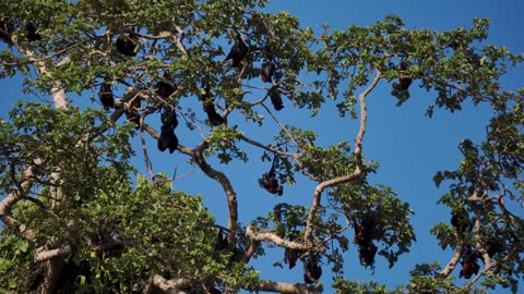 Endemic Pemba Island Red Flying Foxes on Trees Against Blue Sky. Zanzibar, Tanzania. Africa