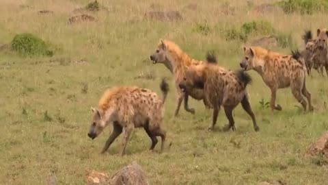 Loins and Hyenas Battle