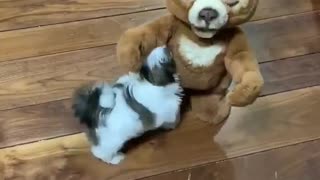 Trixie playing with cubby bear…